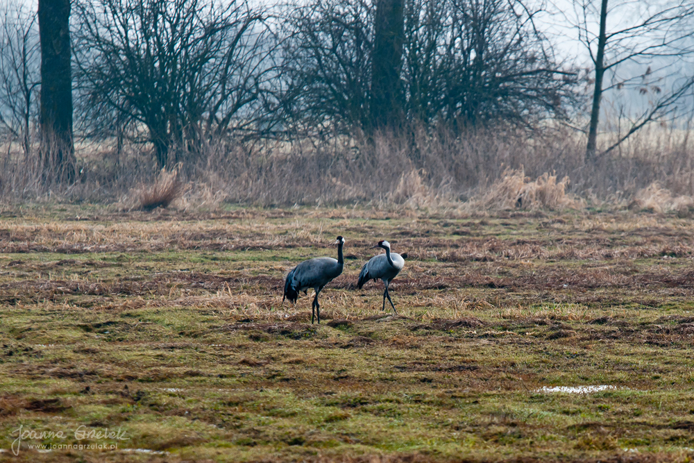 025_Biebrza - kwiecien 2011.jpg